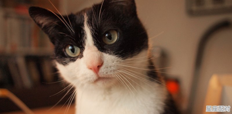 12星座的专属宠物猫咪_狸花猫喜欢什么星座的人 - 星座运势