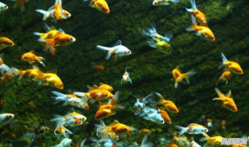 为啥双鱼座是绿茶_巨蟹男为什么喜欢绿茶 - 星座运势