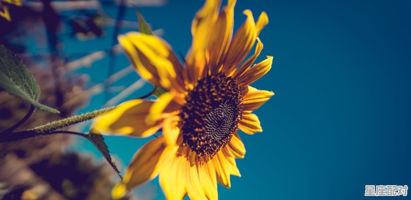 唯一能征服灵魂的星座_金牛座的灵魂伴侣是那个星座 唯一能征服灵魂的星座_金牛座的灵魂伴侣是那个星座 - 星座运势