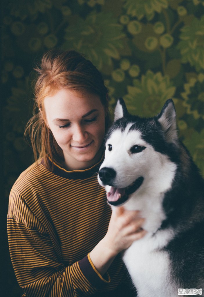 哈士奇像哪个星座,什么星座蠢萌 - 星座运势