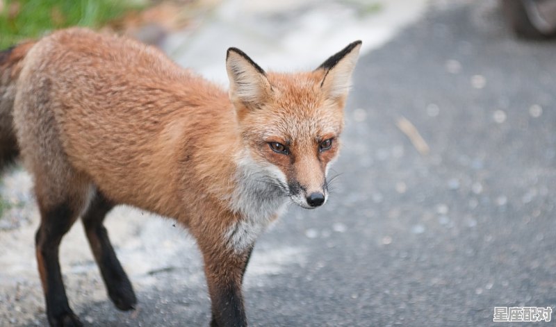 狐朋狗友是指什么，毛狐是什么生肖 - 星座运势