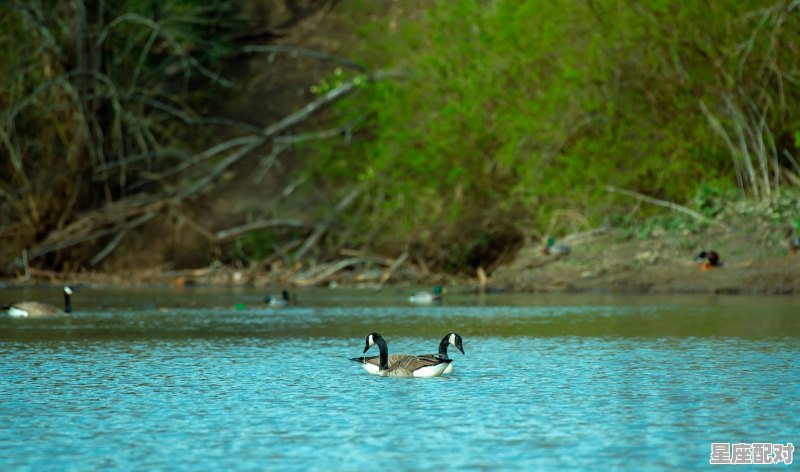 平分秋色是什么动物_李嘉诚什么属相 平分秋色是什么动物_李嘉诚什么属相 - 星座运势