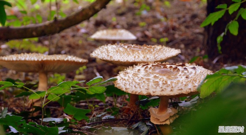 小蘑菇优购查不了订单,梦到买蘑菇 - 星座运势