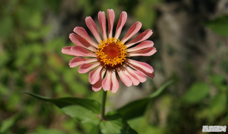 有什么星座呀,有什么星座呀 - 星座运势