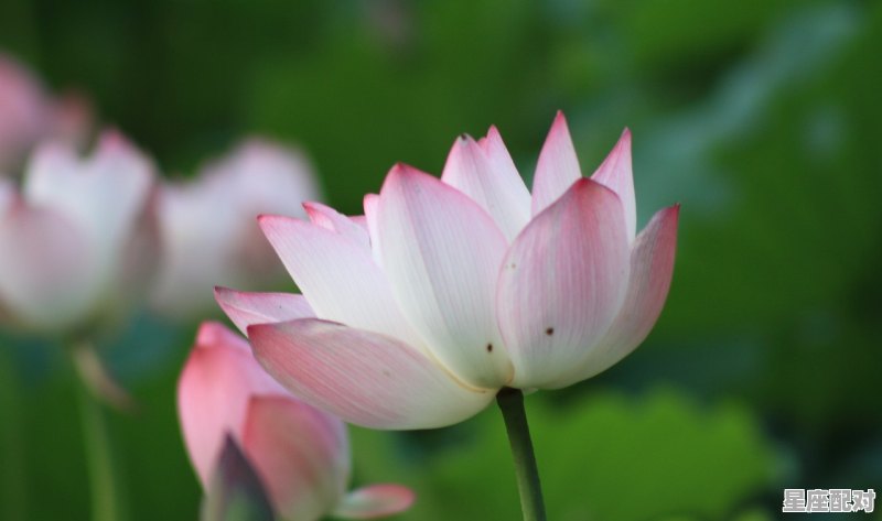 天蝎座和什么星座般配_能和天蝎女纠缠一辈子的星座男 天蝎座和什么星座般配_能和天蝎女纠缠一辈子的星座男 - 星座运势