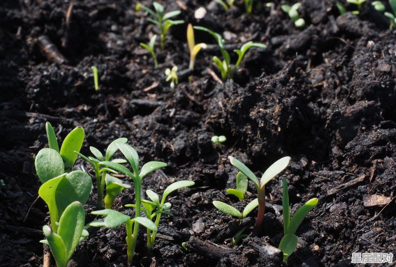 苗年节吃什么，苗年节有什么习俗 - 星座运势