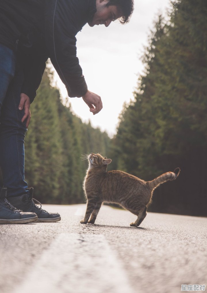鸡犬升天,打一动物_大难临头猜一动物 鸡犬升天,打一动物_大难临头猜一动物 - 星座运势