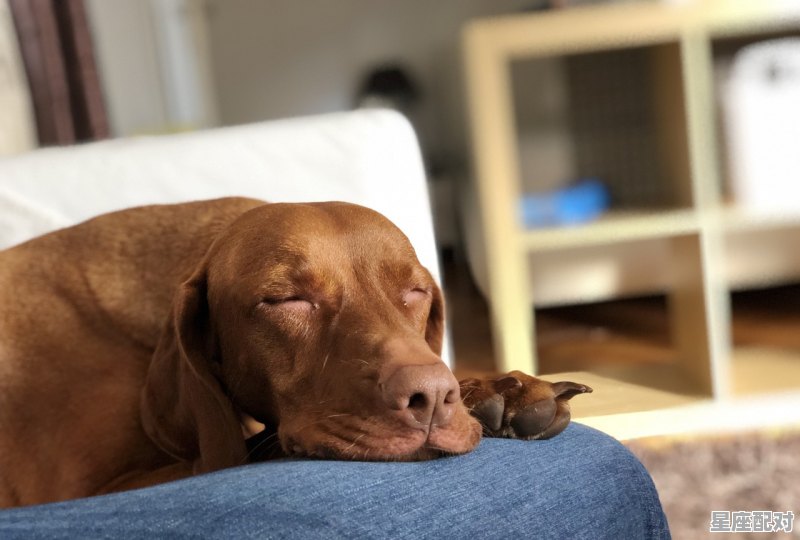 身肥怎比犀牛壮什么动物，什么生肖最爱吃大葱 - 星座运势