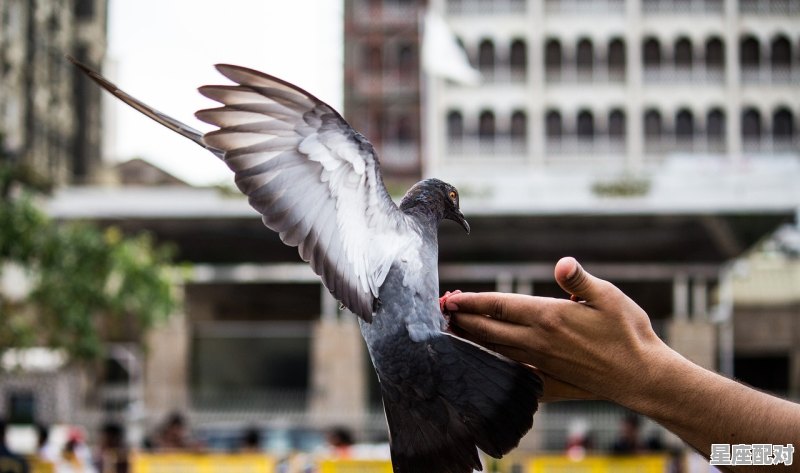 送大雁有什么讲究,送大雁是哪里的习俗 送大雁有什么讲究,送大雁是哪里的习俗 - 星座运势