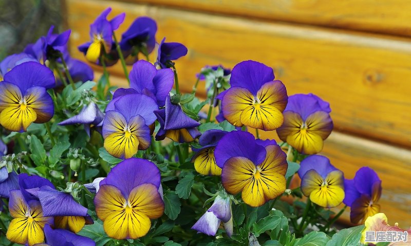 59岁双子座运势,今日星座运势财运双子 59岁双子座运势,今日星座运势财运双子 - 星座运势