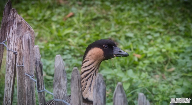 一个会拖地扫地的动物是什么_秋风萧萧扫落叶是指哪个动物 一个会拖地扫地的动物是什么_秋风萧萧扫落叶是指哪个动物 - 星座运势
