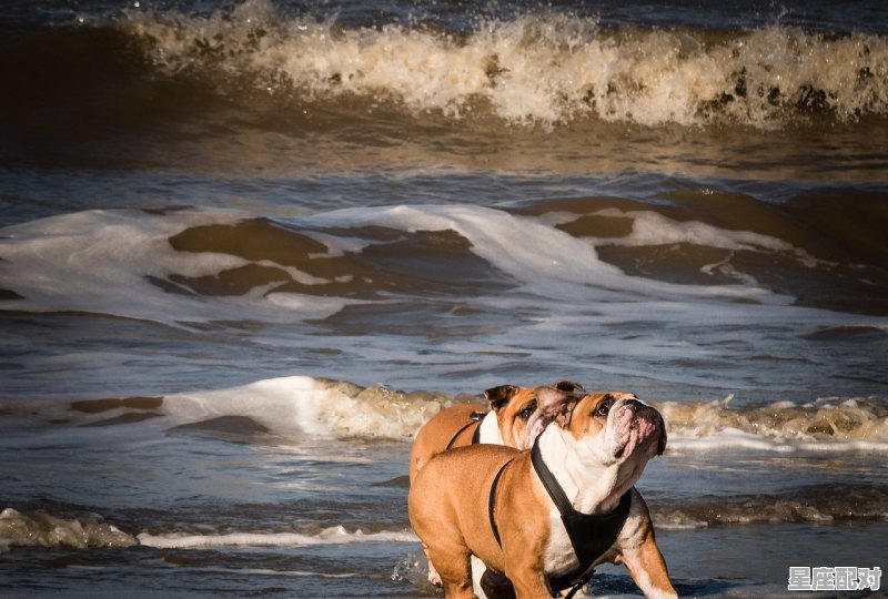 岳不群属相_干将莫邪，是什么动物 - 星座运势