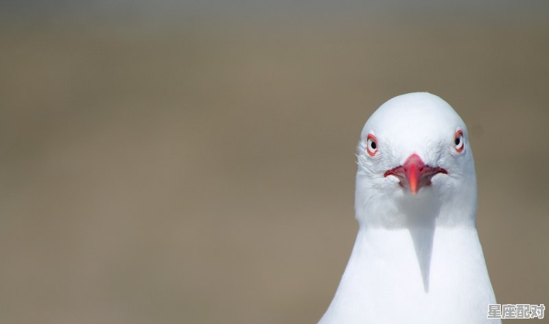 脾气暴躁指是什么动物_坏脾气是什么生肖 脾气暴躁指是什么动物_坏脾气是什么生肖 - 星座运势