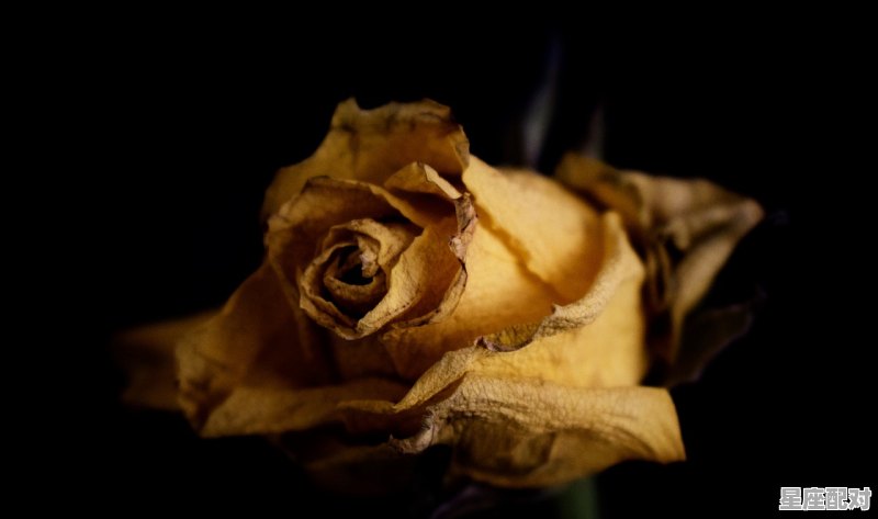 世上为什么没有人是蛇夫座，蛇夫座男子性格 - 星座运势