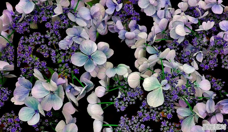 与天蝎女最有夫妻缘分的星座，天蝎女的星座配对排行榜是什么样的 - 星座运势