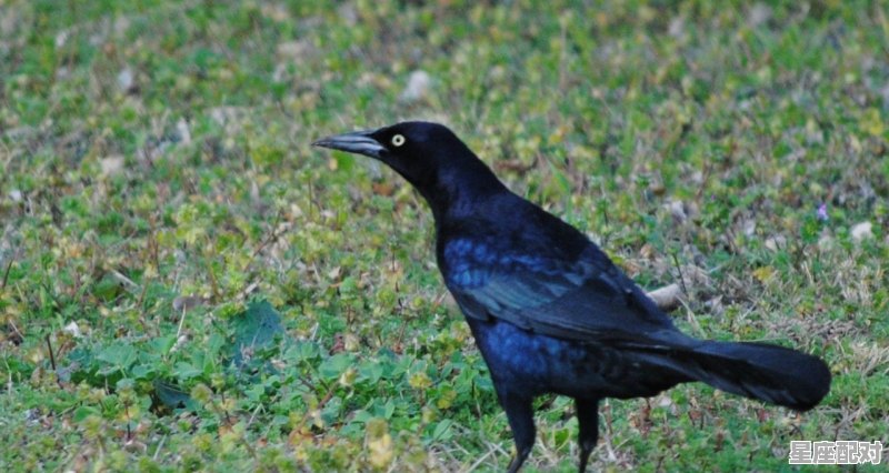 从身上拽出一条长蛇什么意思,梦到自己是条蛇 从身上拽出一条长蛇什么意思,梦到自己是条蛇 - 星座运势