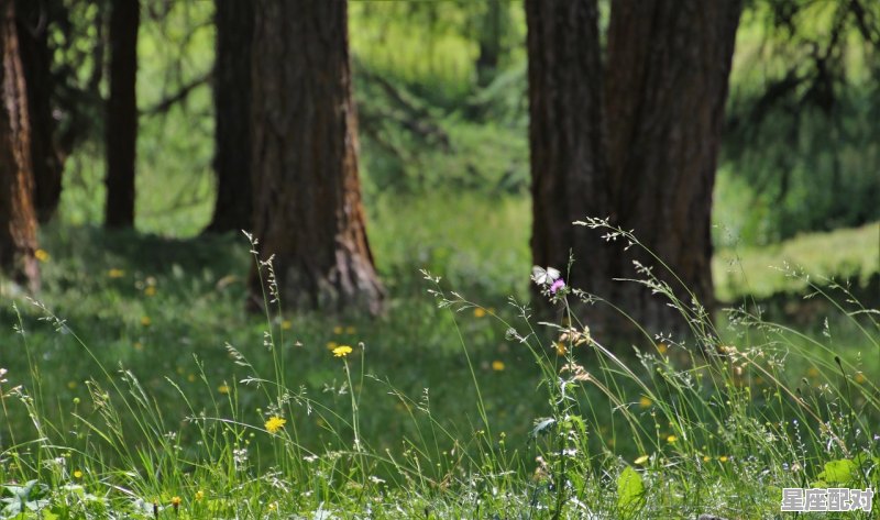人生感悟精辟词语，风驰大地是什么生肖 - 星座运势