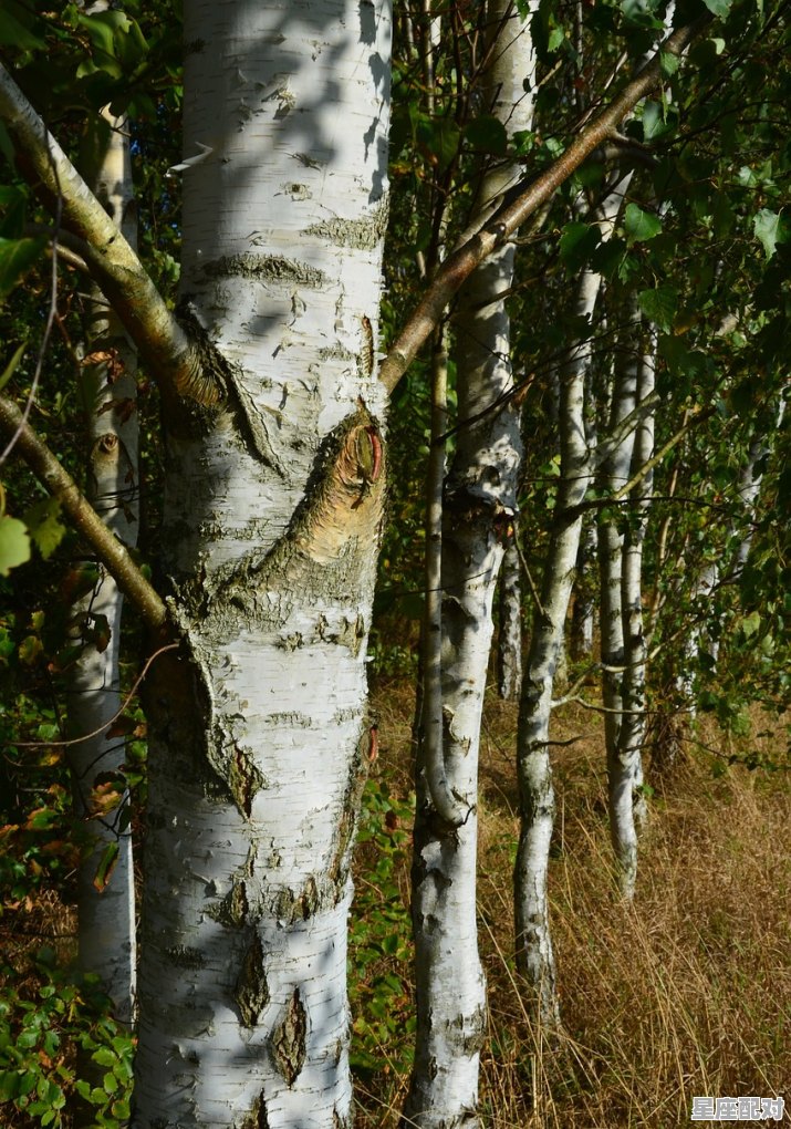 做好梦被两条蓝白相间的条纹蛇咬是什么意思_梦到被蛇咬预示着什么 - 星座运势