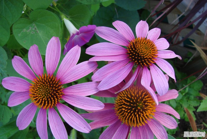 王艳属什么生肖,王艳属什么生肖 王艳属什么生肖,王艳属什么生肖 - 星座运势