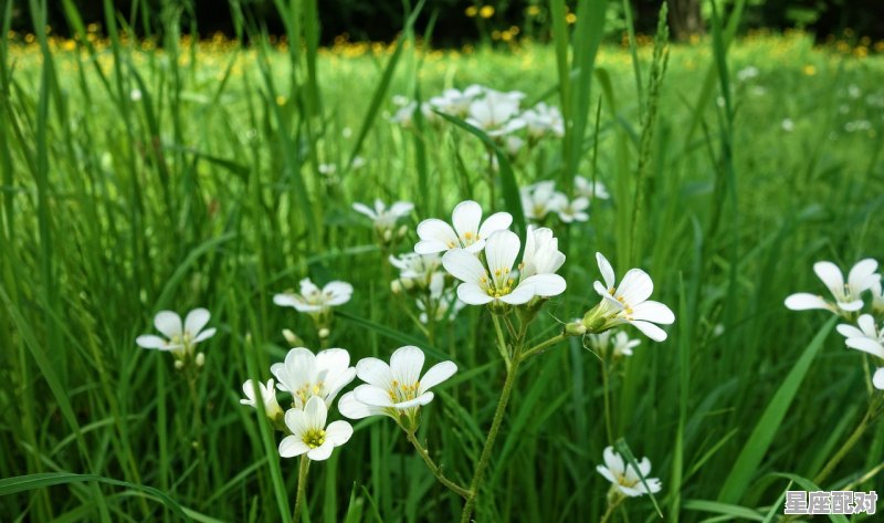 白羊座.今日运势,白羊座.今日运势 - 星座运势