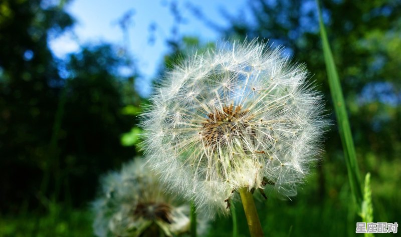 马年立春后出生没有到春节是算属马还是属羊_请问刘邦是属什么生肖 马年立春后出生没有到春节是算属马还是属羊_请问刘邦是属什么生肖 - 星座运势