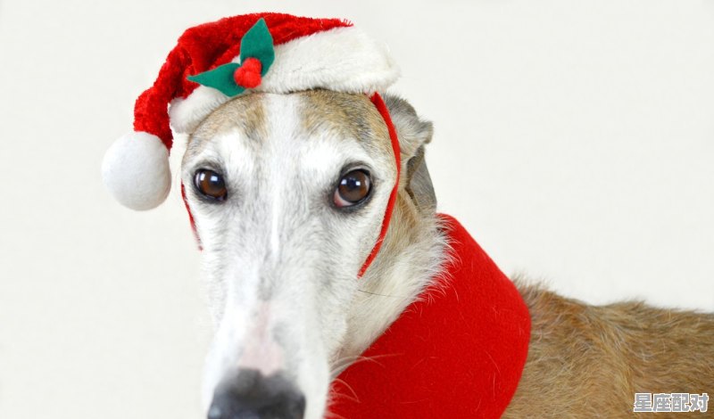 已婚处女座老男人的性格,狮子座刺猬性格 已婚处女座老男人的性格,狮子座刺猬性格 - 星座运势