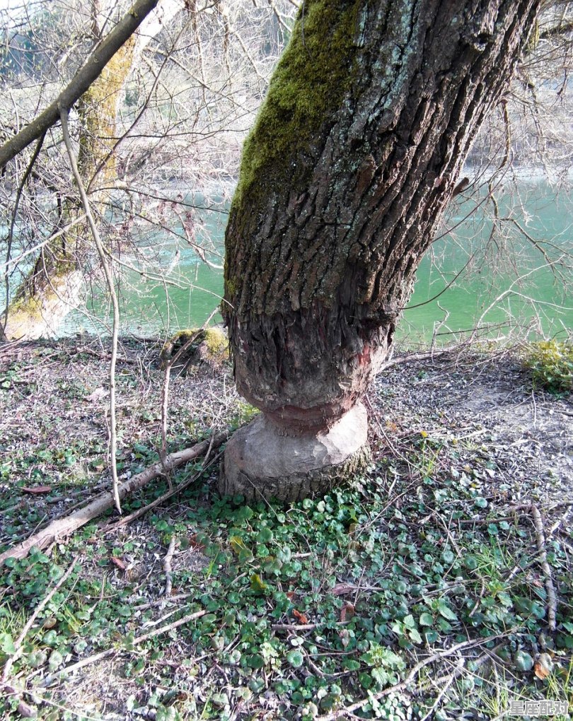 梦到自己光着全身,梦到自己光着全身 梦到自己光着全身,梦到自己光着全身 - 星座运势