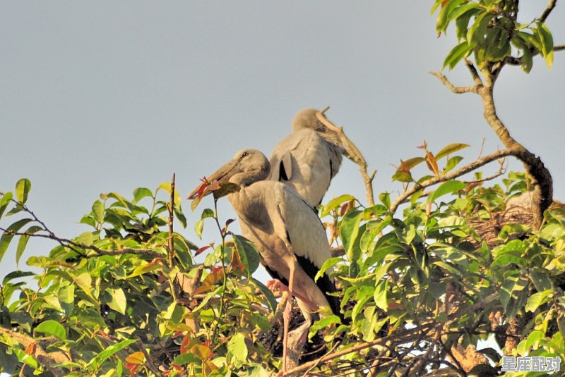 梦到黄豆是什么意思,梦到黄豆是什么意思 梦到黄豆是什么意思,梦到黄豆是什么意思 - 星座运势