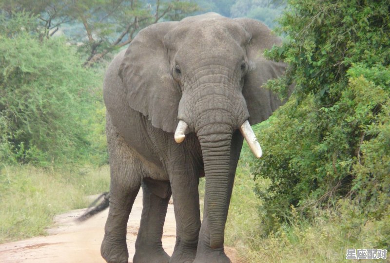 62年今年是多少岁,62年牛今日运势 62年今年是多少岁,62年牛今日运势 - 星座运势