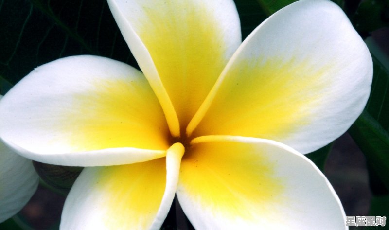 月份属相按农历还是阳历算_2021年十二月九号属相 月份属相按农历还是阳历算_2021年十二月九号属相 - 星座运势