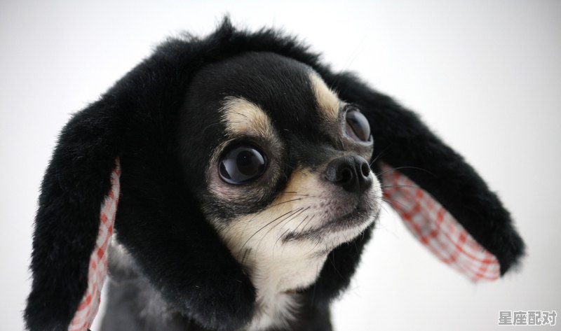 十二生肖爬型动物指什么生肖_与动物有关偏旁一样的字 - 星座运势