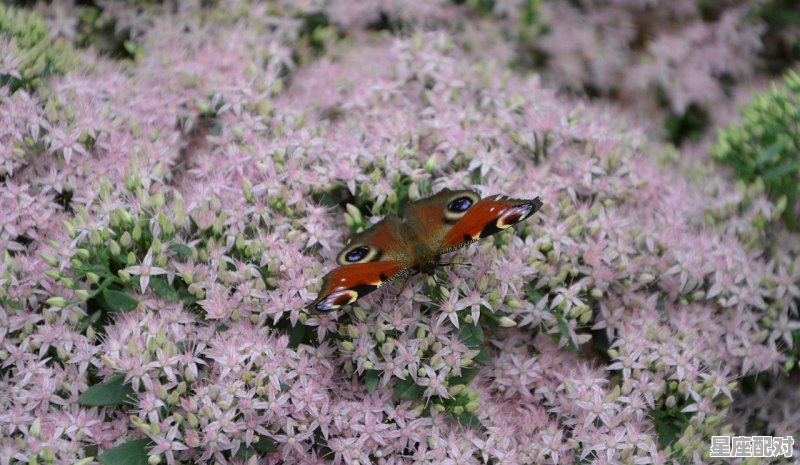 十二生肖中那个是属天庭的动物，大闹天庭是什么生肖 - 星座运势