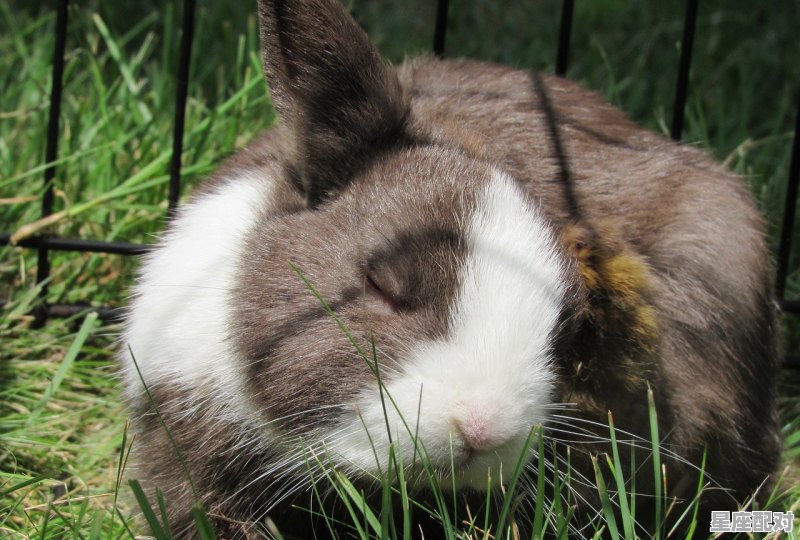 1987年属兔的人是什么星座6月出生_1987年10月份的兔是什么星座 - 星座运势