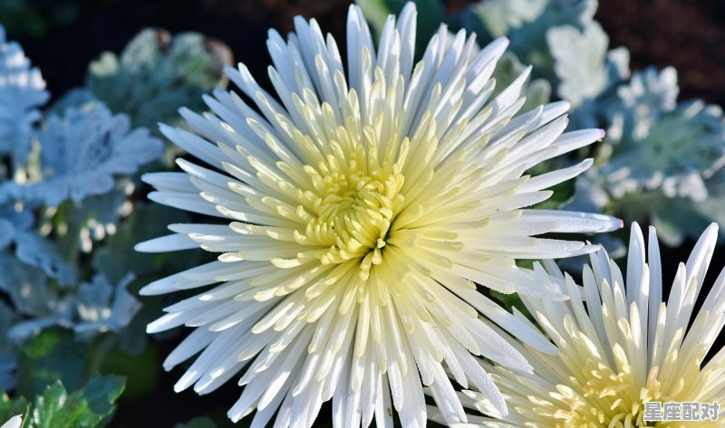 摩羯座运势详解,摩羯感情运势今日 摩羯座运势详解,摩羯感情运势今日 - 星座运势