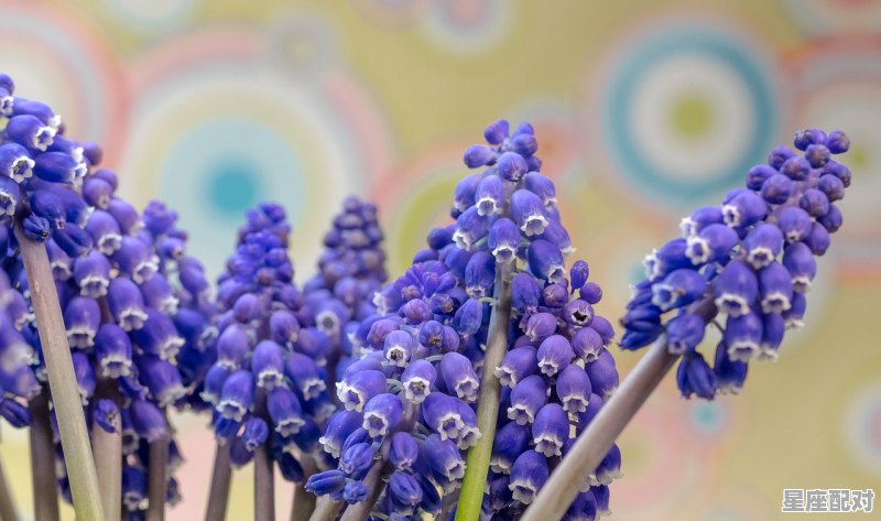 星座属相金木水火土，申对应什么星座 - 星座运势