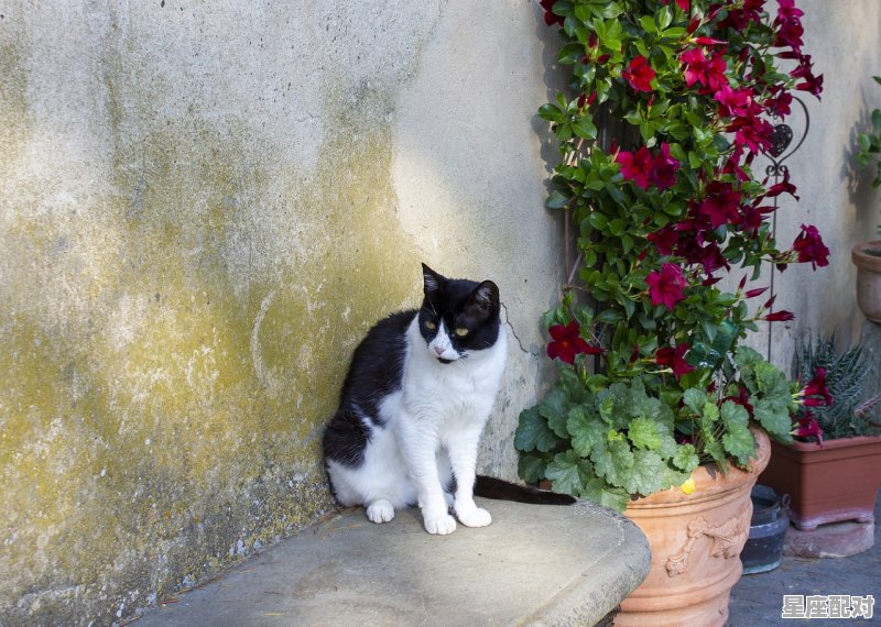 心没肺活得好，嘻皮笑脸很轻浮指的是什么动物_油头滑脑打一动物 - 星座运势