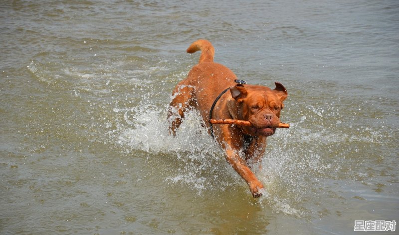 什么是金羊座_好训练的宠物 - 星座运势