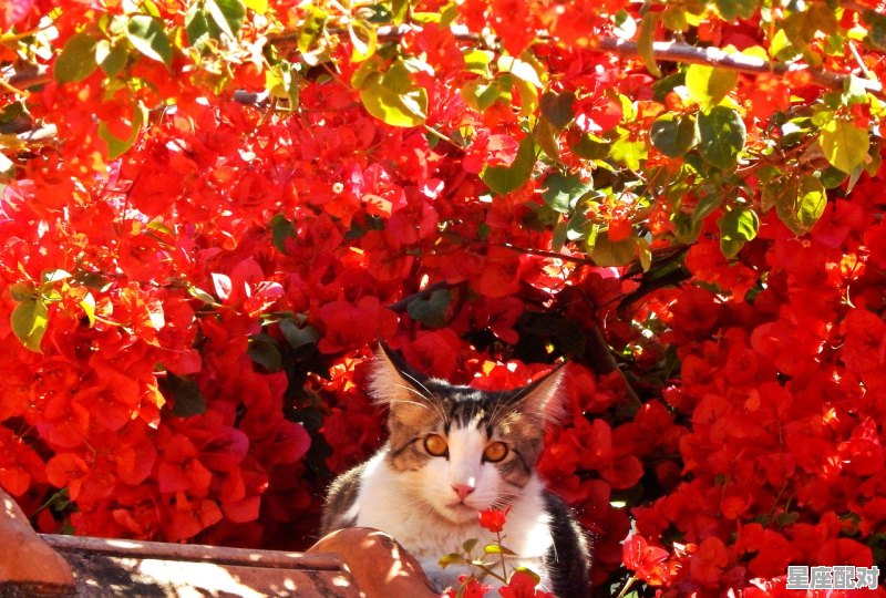 12星座性格最凶猛的排行榜,每个星座都怕什么 12星座性格最凶猛的排行榜,每个星座都怕什么 - 星座运势