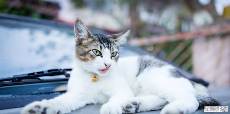 为什么摸猫咪的时候会轻轻咬你,梦到被猫咬是什么意思 - 星座运势