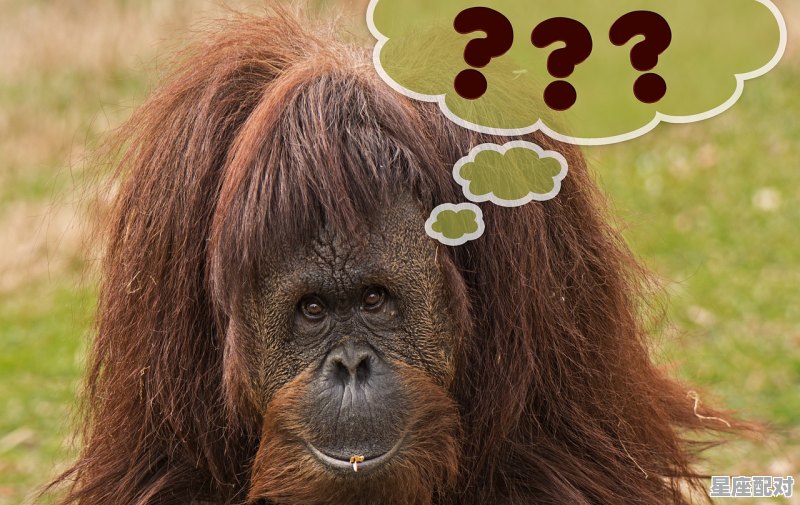 举案齐眉是古语什么动物_两只鼠不怕苦什么意思 - 星座运势