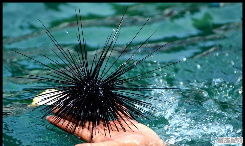 双鱼座为什么不好惹,性格复杂双鱼座 - 星座运势