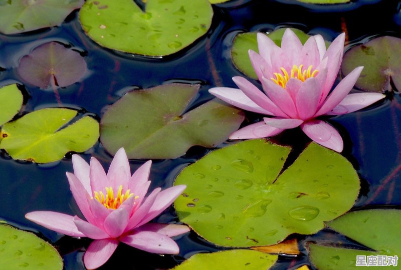 属猪人今日财运运势,属猪人今日财运运势 - 星座运势