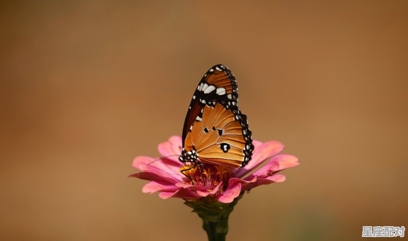今年四十几岁了属兔的,99兔女今日运势 - 星座运势