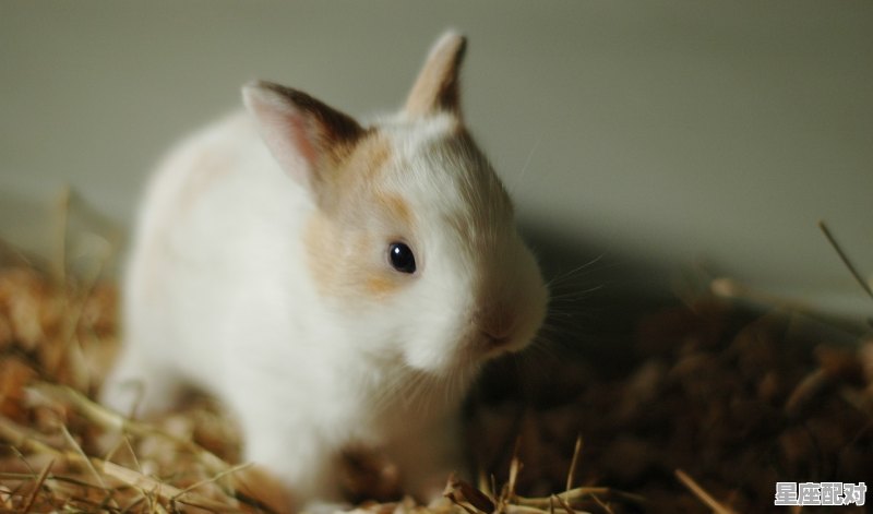 12月13日特吉运势,9.29属鼠今日运势 - 星座运势