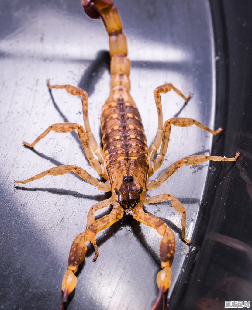 天蝎属龙女今日运势,天蝎属龙女今日运势 天蝎属龙女今日运势,天蝎属龙女今日运势 - 星座运势
