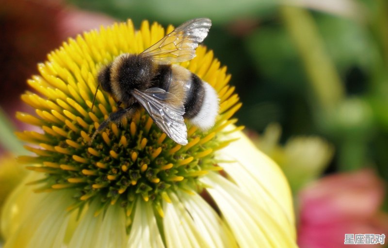 月亮落在金牛座是指几月,金牛座性格星象 - 星座运势