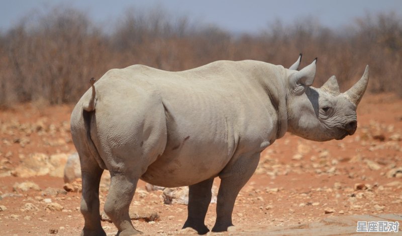 埃猜一动物,神化身的指什么生肖 - 星座运势