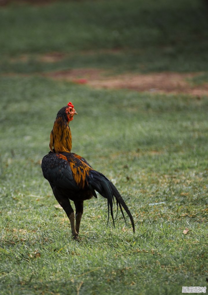 86年天秤座性格特点,天秤座鸡性格 86年天秤座性格特点,天秤座鸡性格 - 星座运势