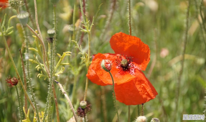 85年出生的本命年，1985牛女今日运势 - 星座运势
