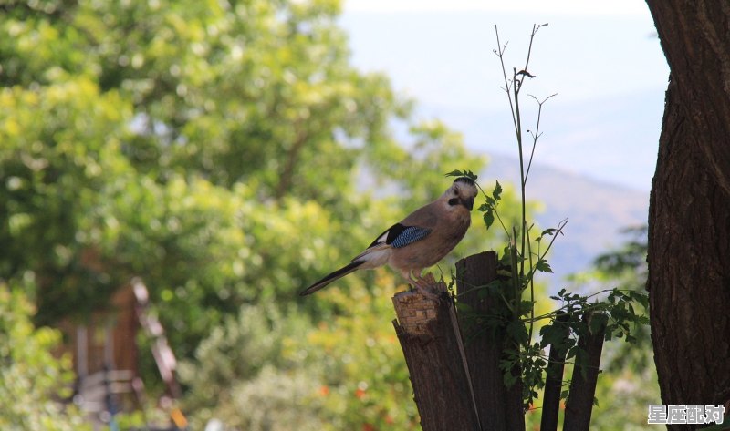 十九周岁是属什么的,今年19岁是什么生肖 十九周岁是属什么的,今年19岁是什么生肖 - 星座运势
